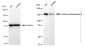 KD-Validated Anti-Histone deacetylase 6 Rabbit Monoclonal Antibody