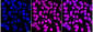 KD-Validated Anti-JUNB Rabbit Monoclonal Antibody