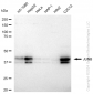 KD-Validated Anti-JUNB Rabbit Monoclonal Antibody
