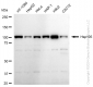 KD-Validated Anti-Hsp105 Rabbit Monoclonal Antibody