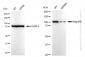 KD-Validated Anti-Hsp105 Rabbit Monoclonal Antibody