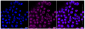 KD-Validated Anti-CDC42 Rabbit Monoclonal Antibody