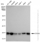 KD-Validated Anti-CDC42 Rabbit Monoclonal Antibody