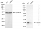 KD-Validated Anti-CDC42 Rabbit Monoclonal Antibody