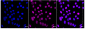 KD-Validated Anti-Lysine demethylase 1B Rabbit Monoclonal Antibody