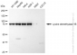 KD-Validated Anti-Lysine demethylase 1B Rabbit Monoclonal Antibody