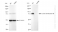 KD-Validated Anti-Lysine demethylase 1B Rabbit Monoclonal Antibody