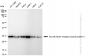 KD-Validated Anti-Growth factor receptor bound protein 2 Rabbit Monoclonal Antibody