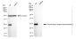 KD-Validated Anti-Growth factor receptor bound protein 2 Rabbit Monoclonal Antibody