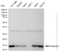KD-Validated Anti-Galectin 1 Rabbit Monoclonal Antibody