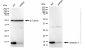 KD-Validated Anti-Galectin 1 Rabbit Monoclonal Antibody
