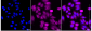 KD-Validated Anti-Huntingtin Rabbit Monoclonal Antibody