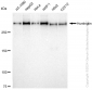 KD-Validated Anti-Huntingtin Rabbit Monoclonal Antibody