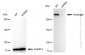 KD-Validated Anti-Huntingtin Rabbit Monoclonal Antibody