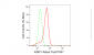 KD-Validated Anti-KSR1 Rabbit Monoclonal Antibody