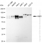 KD-Validated Anti-KSR1 Rabbit Monoclonal Antibody