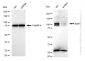 KD-Validated Anti-KSR1 Rabbit Monoclonal Antibody