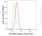 KD-Validated Anti-IGF2BP3 Rabbit Monoclonal Antibody