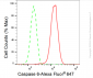 KD-Validated Anti-Caspase 6 Rabbit Monoclonal Antibody