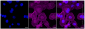 KD-Validated Anti-Caspase 6 Rabbit Monoclonal Antibody