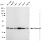 KD-Validated Anti-Caspase 6 Rabbit Monoclonal Antibody