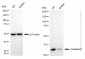 KD-Validated Anti-Caspase 6 Rabbit Monoclonal Antibody