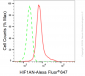 KD-Validated Anti-HIF1AN Rabbit Monoclonal Antibody