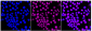 KD-Validated Anti-HIF1AN Rabbit Monoclonal Antibody