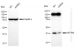 KD-Validated Anti-HIF1AN Rabbit Monoclonal Antibody