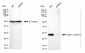 KD-Validated Anti-GST3 / GSTP1 Rabbit Monoclonal Antibody