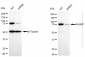 KD-Validated Anti-KHSRP Rabbit Monoclonal Antibody
