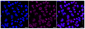 KD-Validated Anti-ISG15 Rabbit Monoclonal Antibody