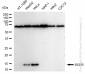 KD-Validated Anti-ISG15 Rabbit Monoclonal Antibody