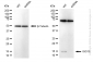 KD-Validated Anti-ISG15 Rabbit Monoclonal Antibody