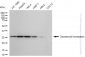 KD-Validated Anti-Goosecoid homeobox Rabbit Monoclonal Antibody