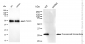 KD-Validated Anti-Goosecoid homeobox Rabbit Monoclonal Antibody