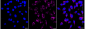 KD-Validated Anti-Keratin 17 Rabbit Monoclonal Antibody