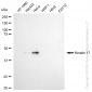 KD-Validated Anti-Keratin 17 Rabbit Monoclonal Antibody
