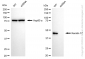 KD-Validated Anti-Keratin 17 Rabbit Monoclonal Antibody
