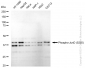 KD-Validated Anti-Phospho-JunD (S255) Rabbit Monoclonal Antibody