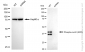 KD-Validated Anti-Phospho-JunD (S255) Rabbit Monoclonal Antibody