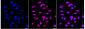 KD-Validated Anti-JunD Rabbit Monoclonal Antibody