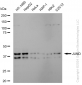 KD-Validated Anti-JunD Rabbit Monoclonal Antibody