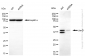 KD-Validated Anti-JunD Rabbit Monoclonal Antibody
