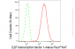 KD-Validated Anti-E2F transcription factor 1 Rabbit Monoclonal Antibody