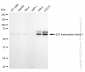 KD-Validated Anti-E2F transcription factor 1 Rabbit Monoclonal Antibody
