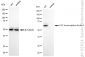 KD-Validated Anti-E2F transcription factor 1 Rabbit Monoclonal Antibody