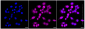KD-Validated Anti-Eukaryotic translation elongation factor 2 Rabbit Monoclonal Antibody