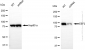 KD-Validated Anti-Eukaryotic translation elongation factor 2 Rabbit Monoclonal Antibody