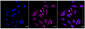 KD-Validated Anti-HDHD5 Rabbit Monoclonal Antibody